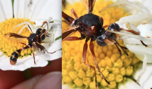 Réf. 345 499 : Physocephala vittata